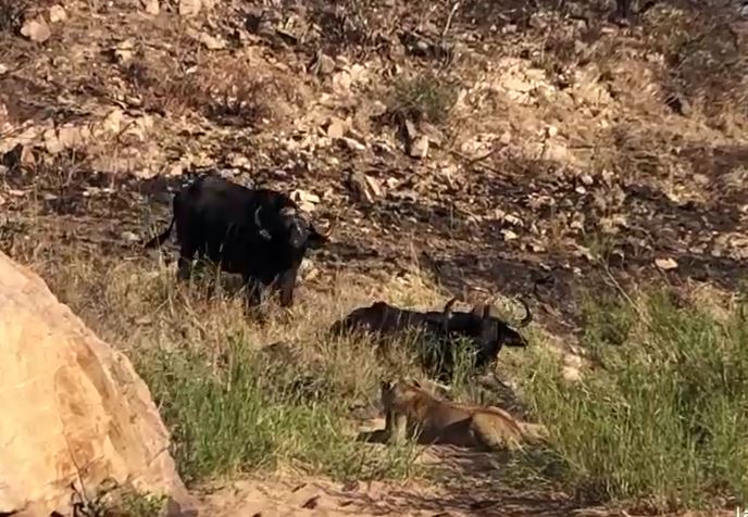 Clip: Bị sư tử tấn công, trâu rừng được đồng loại giải cứu và cái kết 