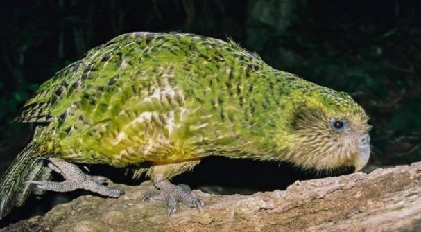 Loài chim ngu ngốc nhất thế giới: Đôi cánh của nó chỉ là vật trang trí, giờ phút sinh tử thì 'mất trí nhớ'!