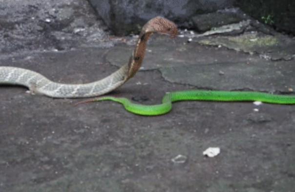 Clip: Cuộc chiến sinh tử giữa rắn lục với hổ mang chúa, rắn hổ mang chúa đau đớn khi bị con mồi phản đòn quyết liệt