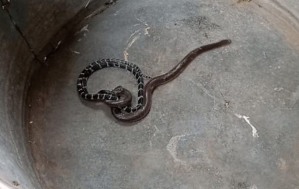 Clip: Trận chiến khốc liệt của rắn cạp nia và hổ hành, cái kết thật không ngờ