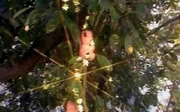 Trong 'Tây Du Ký', hai loại quả giúp trường sinh là đào tiên và nhân sâm, loại nào hiệu quả hơn? Thổ Địa tiết lộ bí mật chỉ bằng một lời