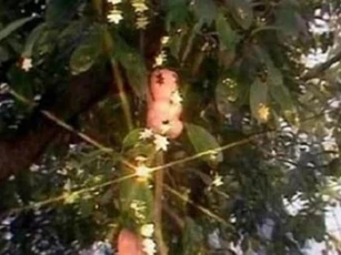 Trong 'Tây Du Ký', hai loại quả giúp trường sinh là đào tiên và nhân sâm, loại nào hiệu quả hơn? Thổ Địa tiết lộ bí mật chỉ bằng một lời