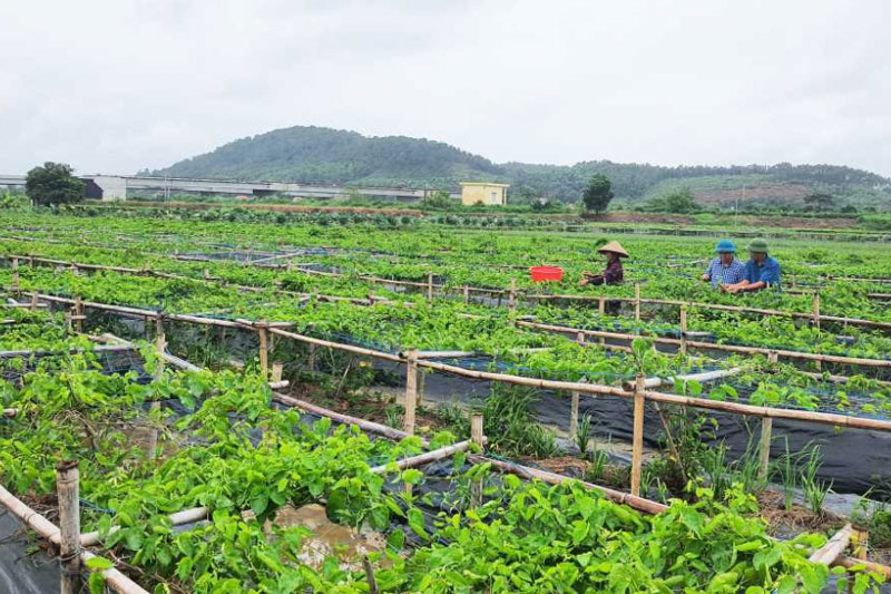 Hiệu quả từ việc ứng dụng công nghệ cao vào sản xuất tại Quảng Ninh