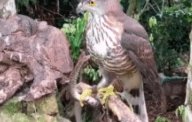 Clip: Dưới nanh vuốt của diều hâu, con rắn tuyệt vọng phản kháng, đau đớn chịu mất đi đôi mắt