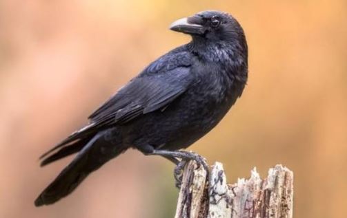 Top 3 loài động vật thù dai nhất hành tinh, đừng dại mà chọc giận chúng!