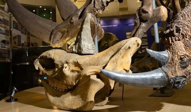 Tìm thấy xác ướp tê giác cổ đại với sừng và mô mềm còn nguyên vẹn