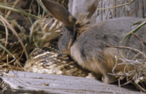 Clip: Cú tấn công chí mạng của rắn đuôi chuông và cuộc truy đuổi không khoan nhượng liệu con thỏ có thoát nổi?