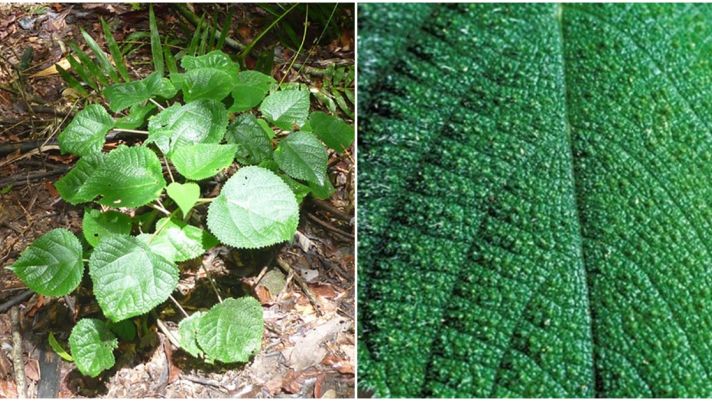 Kinh ngạc về loài cây ‘đau đớn’ nhất thế giới, tiết ra nọc độc giống bọ cạp