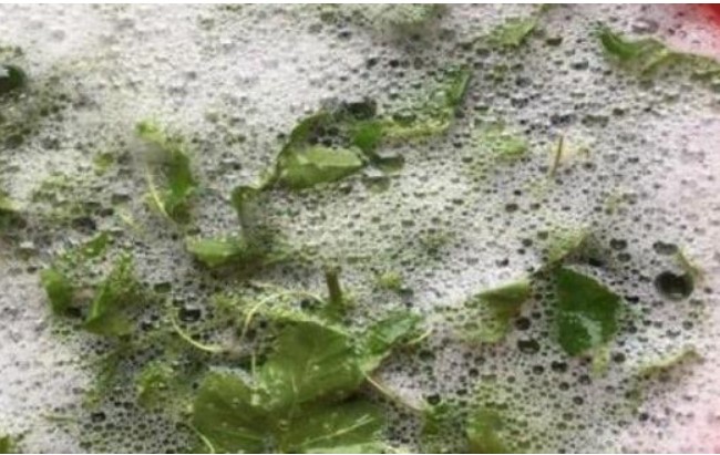 Ở Việt Nam có một loại cây dại mọc bờ bụi sủi bọt như xà phòng nhưng ăn rất ngon, hái bán giá 60.000 đồng/kg