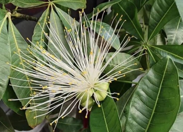 3 cây cảnh này nở hoa là 'kỳ tích' hiếm có, báo hiệu gia đình sắp có đại phúc, Thần Tài gõ cửa