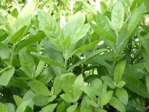 Hiếm lắm mới gặp loại cây này, đừng vội chặt đi, hàng nghìn người sống khỏe với những bài thuốc 'thần dược' từ lá của nó