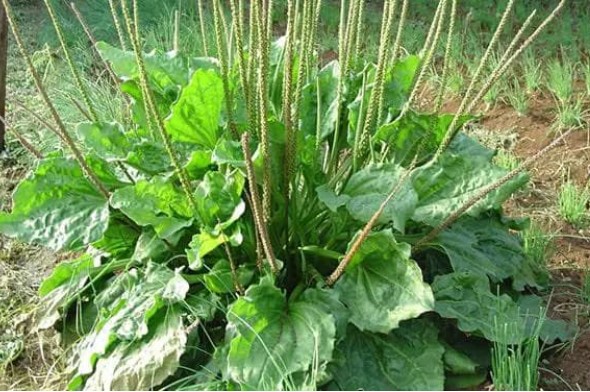 Loại cỏ dại mọc ven đường là 'thần dược' chống khuẩn và chống viêm, nó còn có 3 lợi ích khác mà nhiều người vẫn tiếc vì không biết sớm