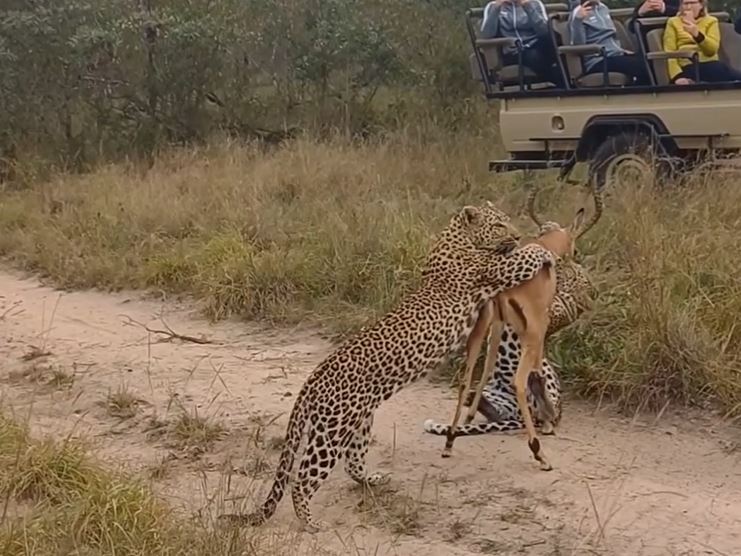 Clip: Kinh hãi trước cảnh báo hoa mai săn linh dương Impala ngay trước mắt du khách