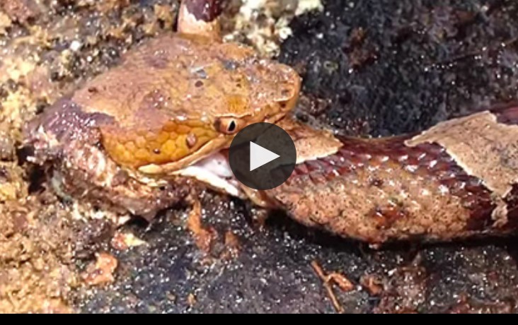 CLIP: Rắn bị chặt đầu quay lại cắn xé cơ thể mình