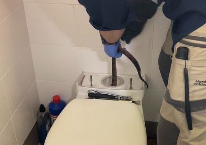 Bồn cầu tắc 2 tuần, chủ nhà kiểm tra liền kinh hãi phát hiện loài vật nguy hiểm này đăng nằm bên trong