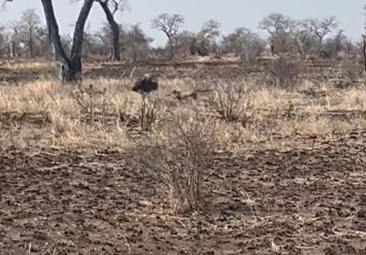 Clip: Dùng hết 'công lực', báo vẫn bị đà điểu cho 'ngửi khói'