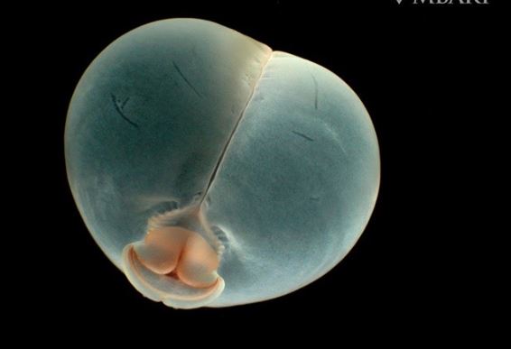 Loài giun kì dị có hình dạng giống mông lợn, có thể đang ở giữa 1 bước tiến hóa nhảy vọt