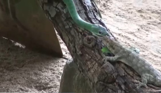 Clip: Nụ hôn tử thần, cuộc đối đầu sinh tử giữa tắc kè đứt đuôi với rắn lục, cái kết thật bất ngờ