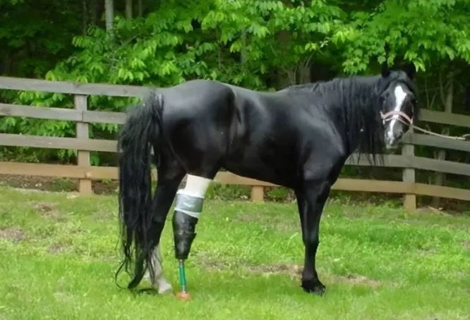 Sự thật sốc khi loại vật nuôi này bị gãy chân, buộc phải sử dụng đến biện pháp nhân đạo!