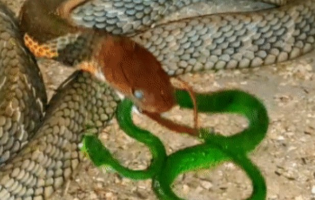 Clip: Rắn lục đuôi đỏ điên cuồng tiêm nọc độc vào hổ mang chúa, kỳ tích đã xảy ra