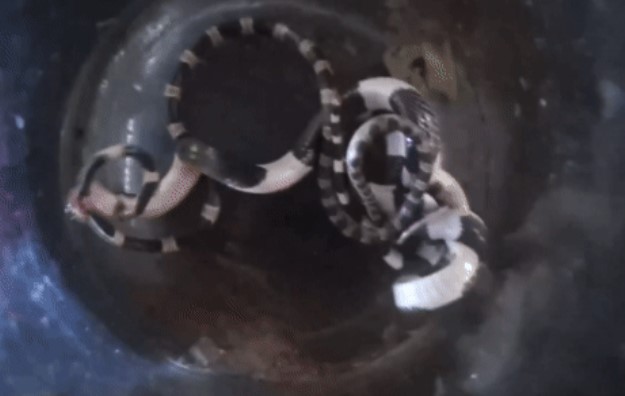 Clip: Cuộc đấu sinh tử giữa hai kẻ săn mồi rắn cạp nia và kẻ giả mạo