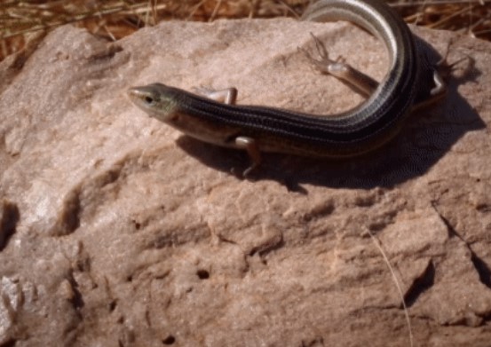 Clip: Rơi vào bẫy tử thần, thằn lằn bị mê hoặc bởi rắn độc, tự tìm đến cái chết