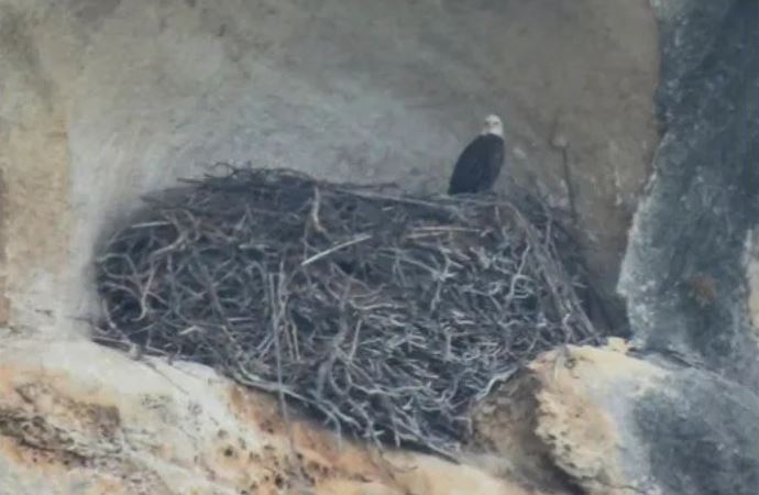 Tận mắt thấy 'tổ chim khổng lồ' rộng 4,5 mét trên vách đá, bất ngờ hơn khi biết thuộc về loài vật này