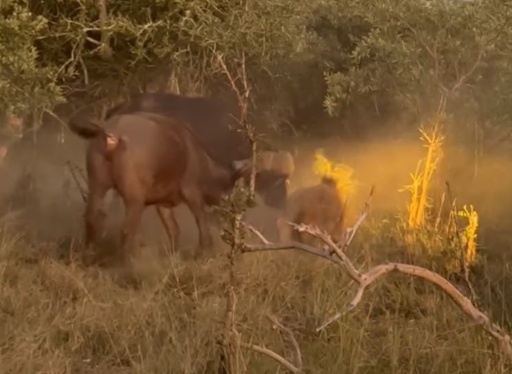 Clip: Trâu rừng húc văng sư tử, thành công giải cứu đồng loại