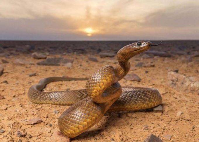 Top 10 Loài rắn độc nhất thế giới: Một nhát cắn có thể đoạt mạng người trong vài phút
