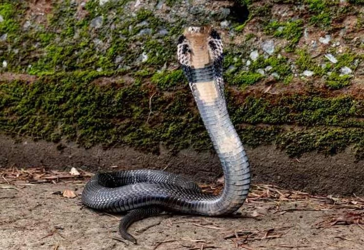 Rắn hổ mang chúa: Với chiều dài lên tới 5,4m, rắn hổ mang chúa (Ophiophagus hannah) là loài rắn độc dài nhất thế giới. Mỗi vết cắn của chúng có thể chứa đến 7ml nọc độc và có khả năng giết người chỉ trong vòng 15 phút. Ngay cả một con voi trưởng thành cũng có thể bị hạ gục chỉ sau vài giờ bởi loài rắn này.