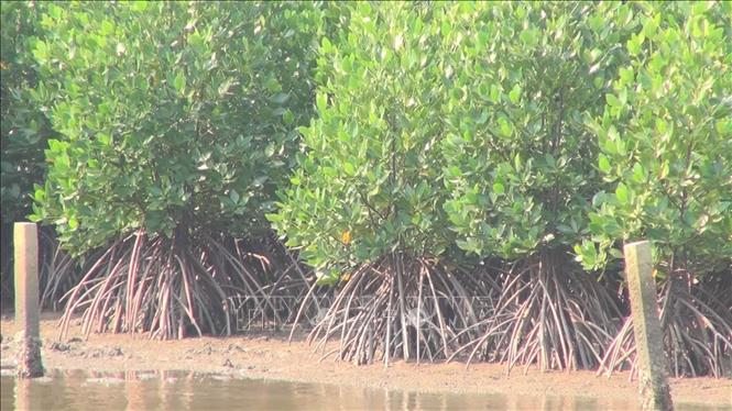 V&#xEC; m&#x1ED9;t x&#xE3; h&#x1ED9;i an to&#xE0;n tr&#x1B0;&#x1EDB;c thi&#xEA;n tai - B&#xE0;i 2: &#x27;B&#x1EE9;c t&#x1B0;&#x1EDD;ng xanh&#x27; v&#x1EEF;ng v&#xE0;ng ven bi&#x1EC3;n