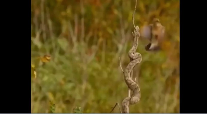 Clip: Rắn ngụy trang thực hiện pha săn mồi đỉnh cao khiến người xem thán phục