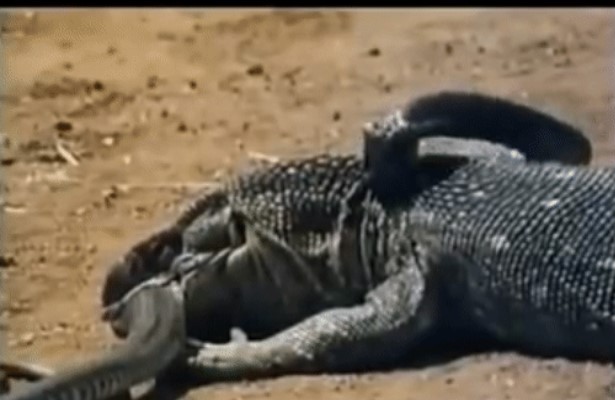 Clip: Cái chết đầy bất ngờ của rắn độc Night Adder trong tay một kẻ không nọc độc