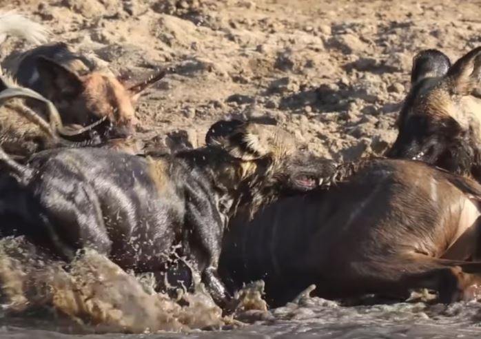 Clip: Trốn chạy xuống nước, linh dương Kudu vẫn phải bỏ mạng trước bầy chó hoang