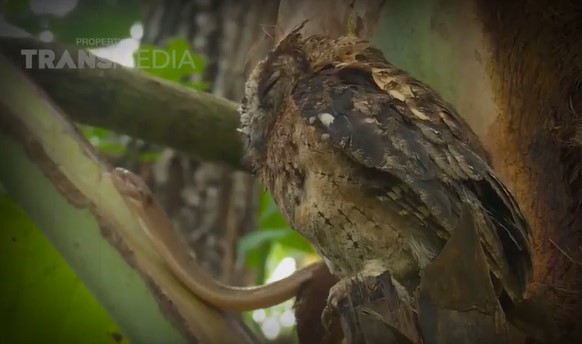 Clip: Mẹ cú mèo đối đầu với rắn độc để bảo vệ con thơ