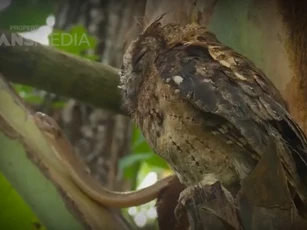 Clip: Mẹ cú mèo đối đầu với rắn độc để bảo vệ con thơ