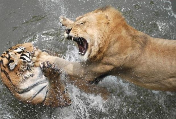 Hổ và sư tử, con nào mạnh hơn? 3 vị vua đã cho 2 loài đọ sức, kết quả đầy bất ngờ