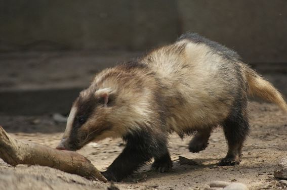 Việt Nam sở hữu loại động vật cực dị, vừa giống lợn vừa giống chồn, nhìn 1 lần cũng đủ giật mình