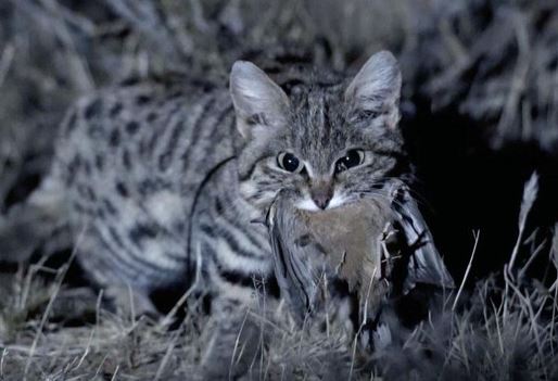 
Khám phá loài sinh vật có kỹ năng săn mồi thành công tới 60%, vượt trội sư tử