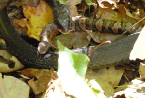 Clip: Rắn độc gặp đối thủ 'tay đua tốc độ', cuộc chiến sống còn và cái kết bất ngờ