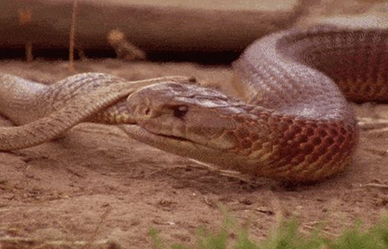 Rắn độc số 1 thế giới và rắn Mulga đại chiến sống còn, kết cục bất ngờ!