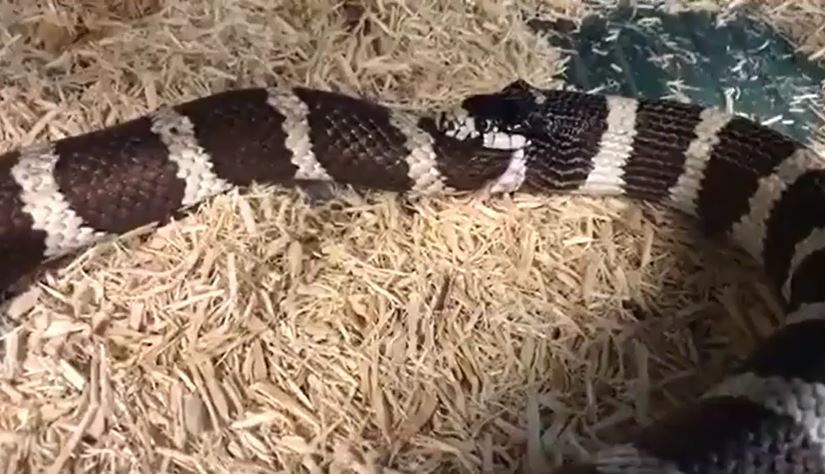 Clip: Kinh hãi trước cảnh rắn vua tự nuốt chính mình vì quá đói