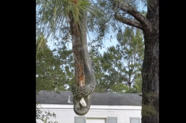 Clip: Trong trận chiến sinh tử trên cành cây, hai con rắn ngang tài ngang sức đã đụng độ nhau