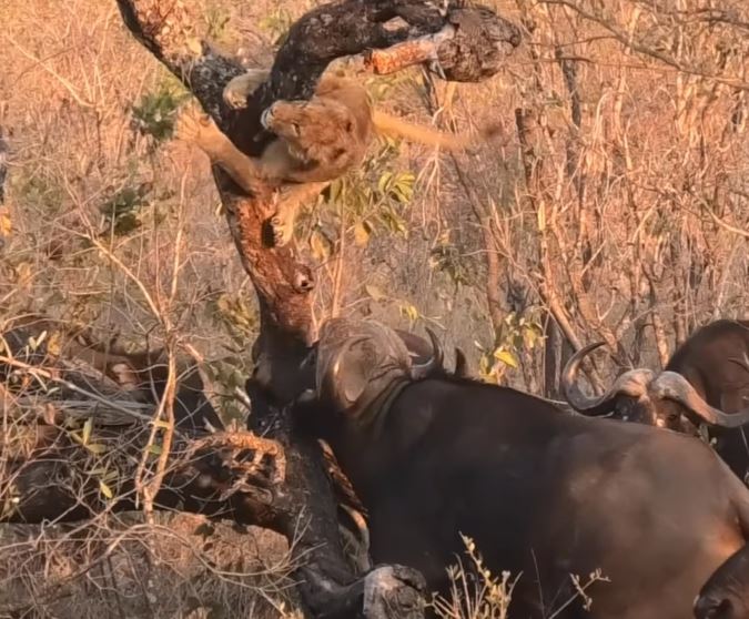 Clip: Sư tử suýt bỏ mạng khi bị trâu rừng truy đuổi
