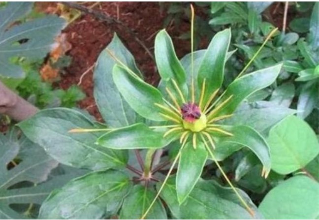 Loại cỏ dại từng phổ biến ở vùng nông thôn, giờ được coi như 'sâm quý', có thể chữa ho, hen suyễn và phòng ngừa ung thư