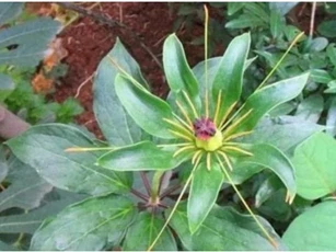 Loại cỏ dại từng phổ biến ở vùng nông thôn, giờ được coi như 'sâm quý', có thể chữa ho, hen suyễn và phòng ngừa ung thư