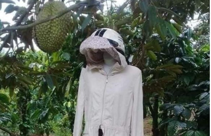 Chủ vườn sầu riêng nghĩ ra cách bảo vệ thành quả khiến trộm có mò vào cũng 'chạy mất dép'