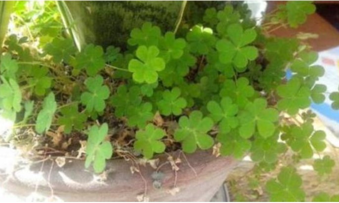 Đừng nhổ cỏ dại bừa bãi trong chậu cây, người làm vườn lâu năm sẽ chỉ cho bạn lý do