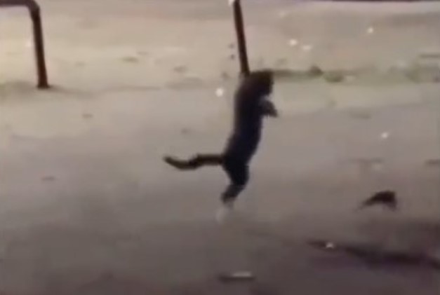 Clip: Khoảnh khắc vô cùng đáng yêu của chú mèo khi thấy cóc nhảy trên đường vắng