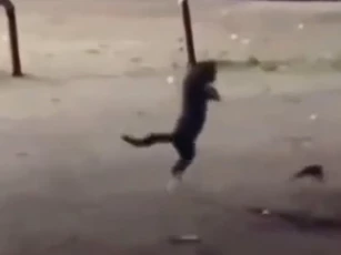 Clip: Khoảnh khắc vô cùng đáng yêu của chú mèo khi thấy cóc nhảy trên đường vắng